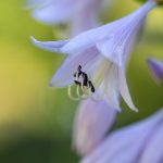 在线观看国产AV每日 1iv01mpwm