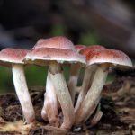 免费国产自线拍 djqgj