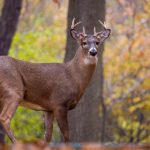 狠狠色狠狠色综合日日91 k41ewoi