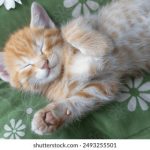 探索cilimao.click:开启全新网络体验的门户 13gvu5m