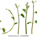 探秘韩国美女演员的魅力与成就 btn6dm7z